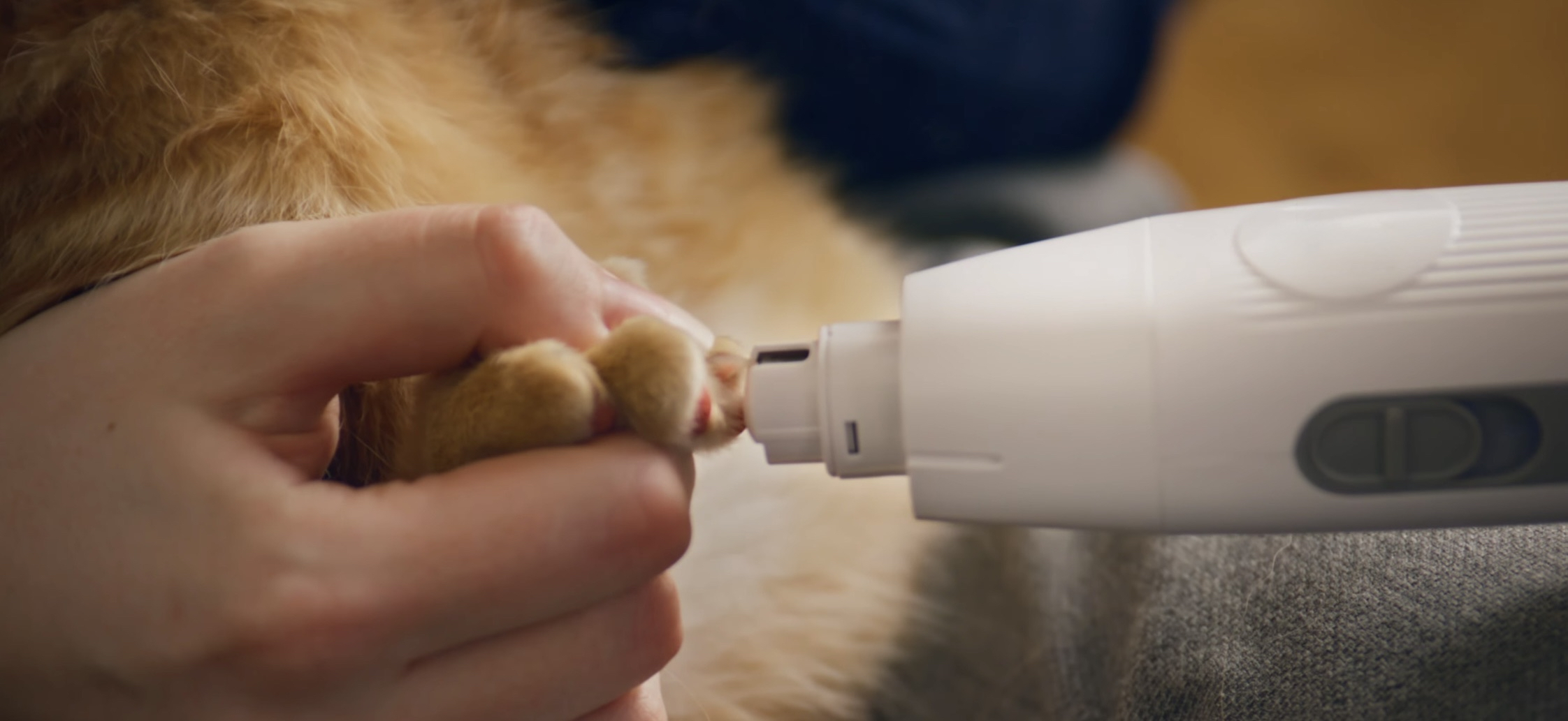 Offre spéciale : Aspirateur de toilettage pour animaux / Kit 5 en 1