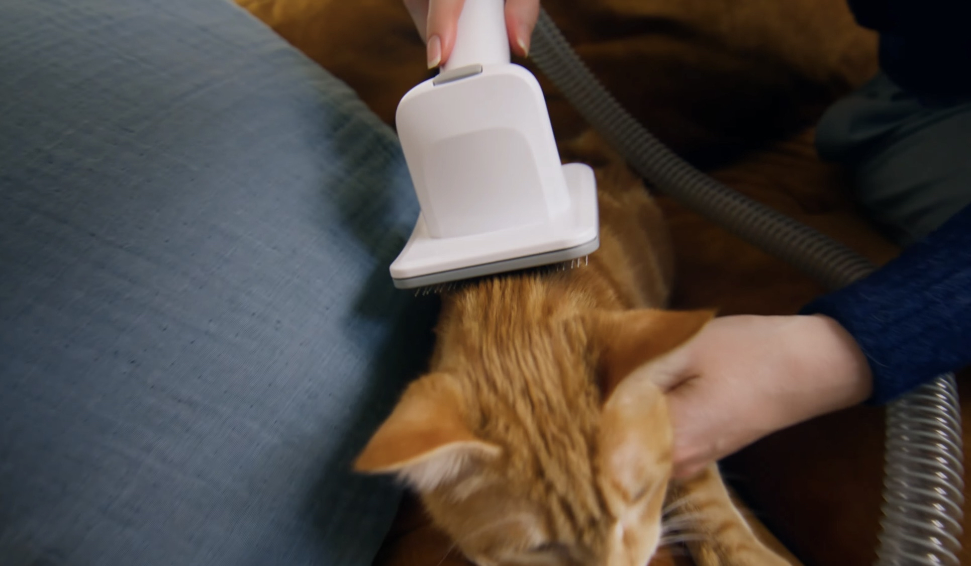 Offre spéciale : Aspirateur de toilettage pour animaux / Kit 5 en 1