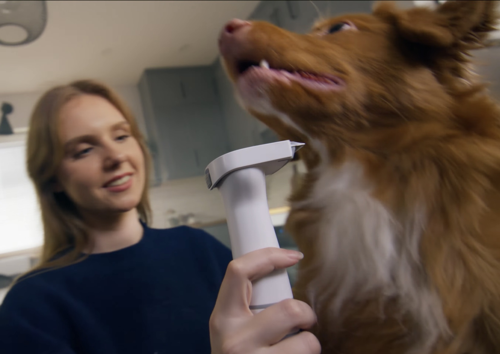 Offre spéciale : Aspirateur de toilettage pour animaux / Kit 5 en 1